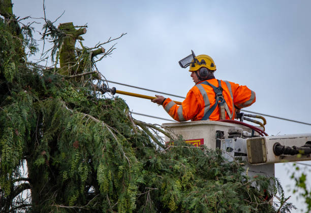 How Our Tree Care Process Works  in  Berryville, TX