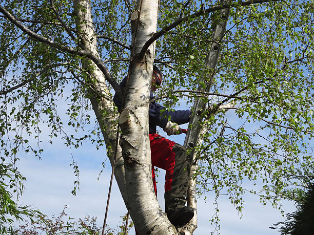 Professional Tree Care in Berryville, TX